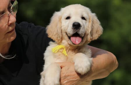 AFRODITE CUCCIOLA FEMMINA DI GOLDEN RETRIEVER 7824