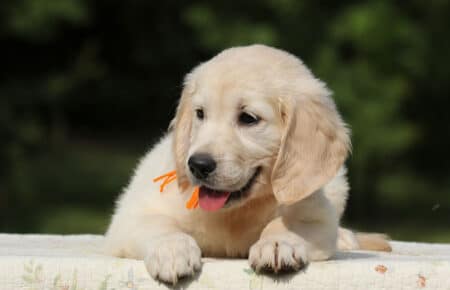 AFRODITE CUCCIOLA FEMMINA DI GOLDEN RETRIEVER 7843