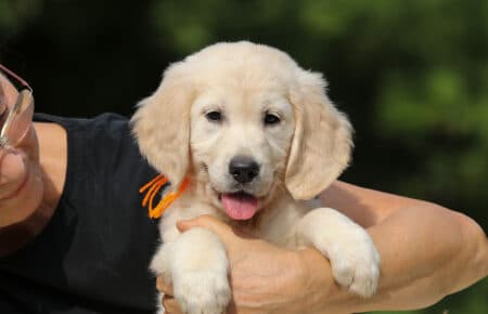 AFRODITE CUCCIOLA FEMMINA DI GOLDEN RETRIEVER 7851