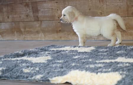 AFRODITE CUCCIOLI DI GOLDEN RETRIEVER SAN NICOLO 7675