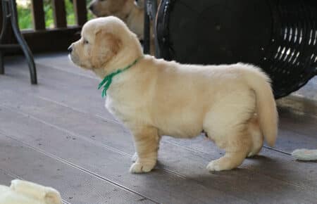 AFRODITE CUCCIOLI DI GOLDEN RETRIEVER SAN NICOLO 7685