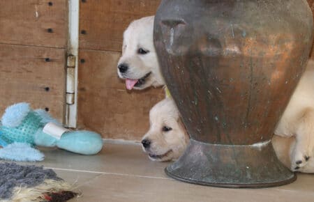 AFRODITE CUCCIOLI DI GOLDEN RETRIEVER SAN NICOLO 7691