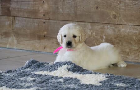 AFRODITE CUCCIOLI DI GOLDEN RETRIEVER SAN NICOLO 7695