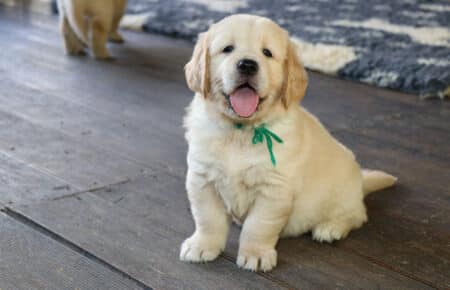 AFRODITE CUCCIOLI DI GOLDEN RETRIEVER SAN NICOLO 7698