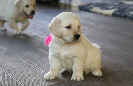 AFRODITE CUCCIOLI DI GOLDEN RETRIEVER SAN NICOLO 7702