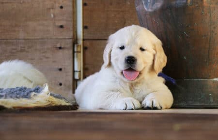 AFRODITE CUCCIOLI DI GOLDEN RETRIEVER SAN NICOLO 7712