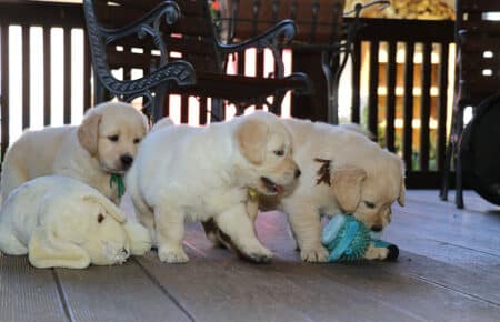 AFRODITE CUCCIOLI DI GOLDEN RETRIEVER SAN NICOLO 7725