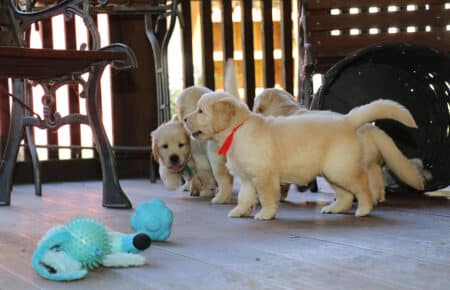 AFRODITE CUCCIOLI DI GOLDEN RETRIEVER SAN NICOLO 7727