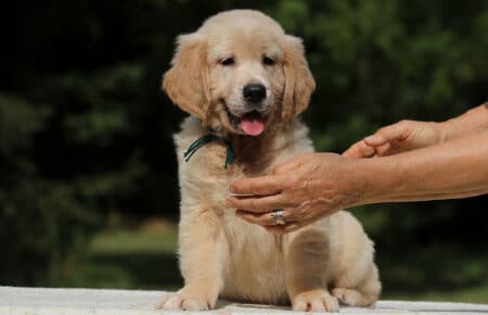 AFRODITE CUCCIOLO MASCHIO DI GOLDEN RETRIEVER 7734