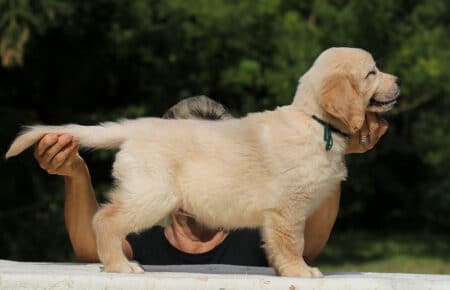 AFRODITE CUCCIOLO MASCHIO DI GOLDEN RETRIEVER 7739