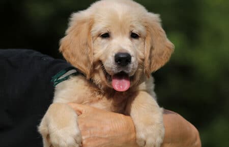 AFRODITE CUCCIOLO MASCHIO DI GOLDEN RETRIEVER 7743