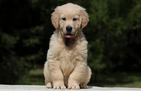 AFRODITE CUCCIOLO MASCHIO DI GOLDEN RETRIEVER 7752