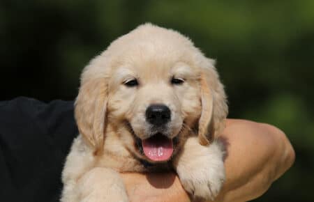 AFRODITE CUCCIOLO MASCHIO DI GOLDEN RETRIEVER 7757