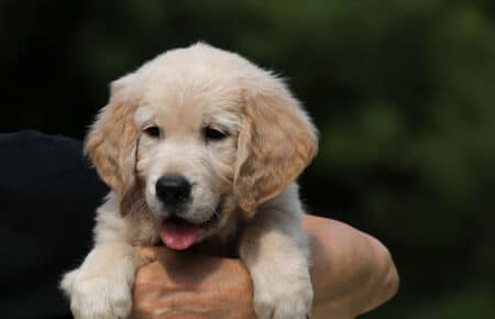 AFRODITE CUCCIOLO MASCHIO DI GOLDEN RETRIEVER 7773
