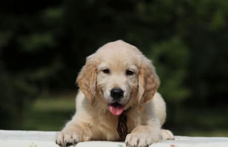 AFRODITE CUCCIOLO MASCHIO DI GOLDEN RETRIEVER 7777