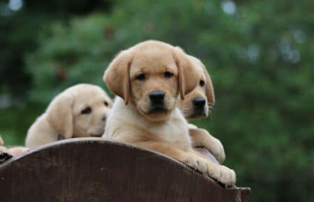 ALICE CUCCIOLI DI LABRADOR GIALLO MASCHIO 7350