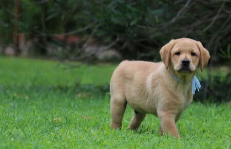 ALICE CUCCIOLI DI LABRADOR GIALLO 7380