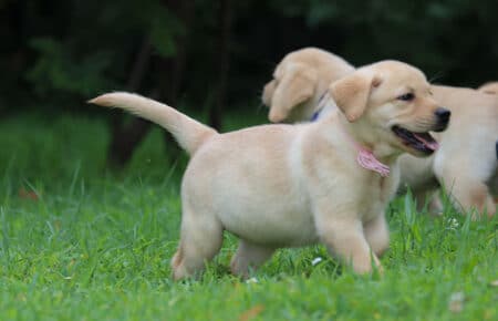 ALICE CUCCIOLI DI LABRADOR GIALLO femmina 7393