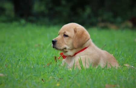 ALICE CUCCIOLI DI LABRADOR GIALLO femmina 7396