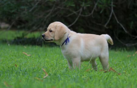 ALICE CUCCIOLI DI LABRADOR GIALLO maschio 7423