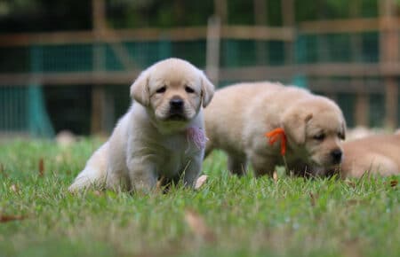 ALICE CUCCIOLI LABRADOR GIALLO SAN NICOLO 6809