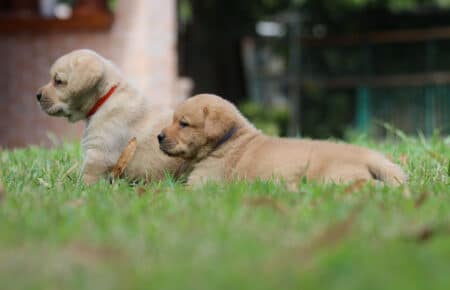 ALICE CUCCIOLI LABRADOR GIALLO SAN NICOLO 6828