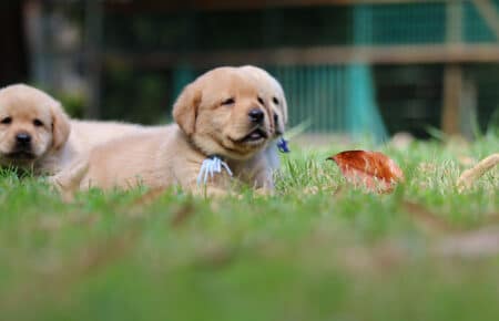 ALICE CUCCIOLI LABRADOR GIALLO SAN NICOLO 6838