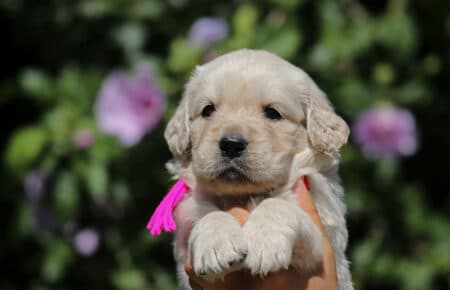 DIDI CUCCIOLI FEMMINA DI GOLDEN RETRIEVER SAN NICOLO 7319