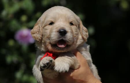 DIDI CUCCIOLI FEMMINA DI GOLDEN RETRIEVER SAN NICOLO 7328