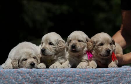 DIDI CUCCIOLI FEMMINE DI GOLDEN RETRIEVER SAN NICOLO 7271