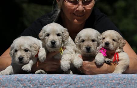 DIDI CUCCIOLI FEMMINE DI GOLDEN RETRIEVER SAN NICOLO 7277