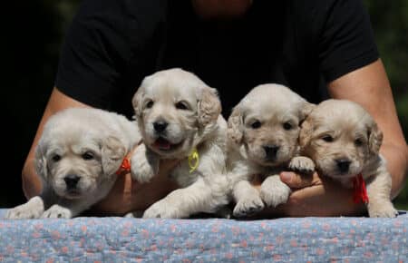 DIDI CUCCIOLI FEMMINE DI GOLDEN RETRIEVER SAN NICOLO 7281