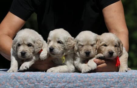 DIDI CUCCIOLI FEMMINE DI GOLDEN RETRIEVER SAN NICOLO 7282