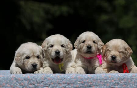 DIDI CUCCIOLI FEMMINE DI GOLDEN RETRIEVER SAN NICOLO 7283