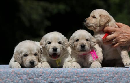 DIDI CUCCIOLI FEMMINE DI GOLDEN RETRIEVER SAN NICOLO 7284