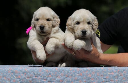 DIDI CUCCIOLI FEMMINE DI GOLDEN RETRIEVER SAN NICOLO 7296