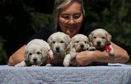 DIDI CUCCIOLI FEMMINE GOLDEN RETRIEVER SAN NICOLO 7280