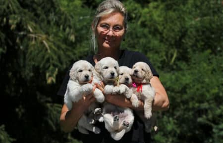 DIDI CUCCIOLI FEMMINE GOLDEN RETRIEVER SAN NICOLO 7287
