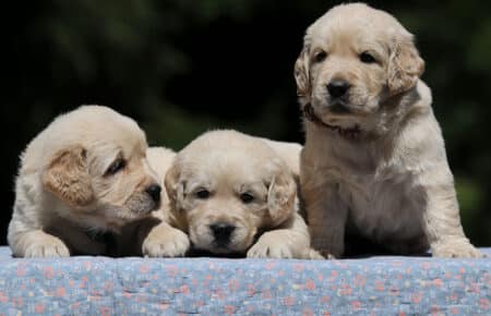 DIDI CUCCIOLI MASCHI DI GOLDEN RETRIEVER SAN NICOLO 7258