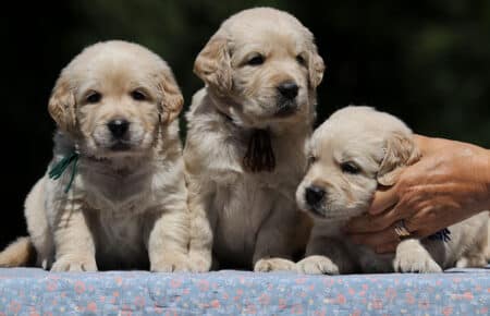 DIDI CUCCIOLI MASCHI DI GOLDEN RETRIEVER SAN NICOLO 7262