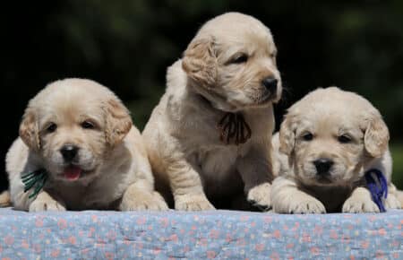 DIDI CUCCIOLI MASCHI DI GOLDEN RETRIEVER SAN NICOLO 7264