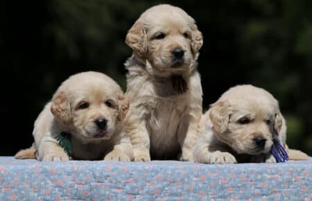 DIDI CUCCIOLI MASCHI DI GOLDEN RETRIEVER SAN NICOLO 7266