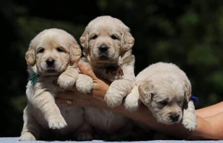 DIDI CUCCIOLI MASCHI DI GOLDEN RETRIEVER SAN NICOLO 7268