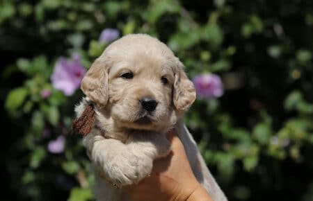 DIDI CUCCIOLO MASCHIO DI GOLDEN RETRIEVER SAN NICOLO 7302
