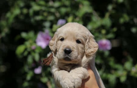 DIDI CUCCIOLO MASCHIO DI GOLDEN RETRIEVER SAN NICOLO 7303
