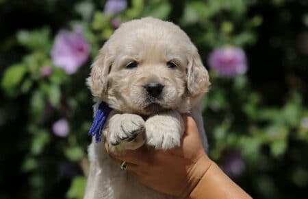 DIDI CUCCIOLO MASCHIO DI GOLDEN RETRIEVER SAN NICOLO 7311