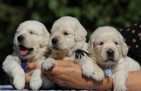 MINOU CUCCIOLI DI GOLDEN RETRIEVER SAN NICOLO 6684