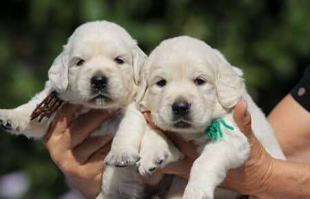MINOU CUCCIOLI DI GOLDEN RETRIEVER SAN NICOLO 6697