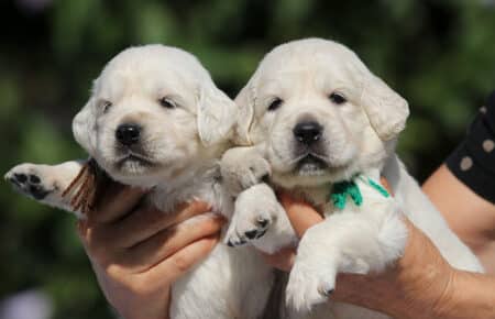MINOU CUCCIOLI DI GOLDEN RETRIEVER SAN NICOLO 6700