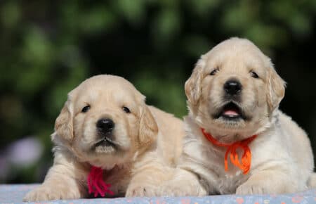 MINOU CUCCIOLI DI GOLDEN RETRIEVER SAN NICOLO 6714